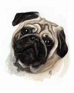Watercolor painting pug dog