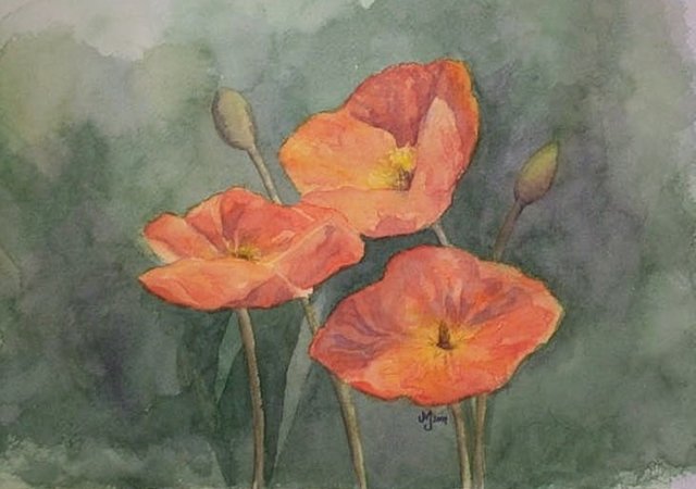 Watercolor painting orange poppies