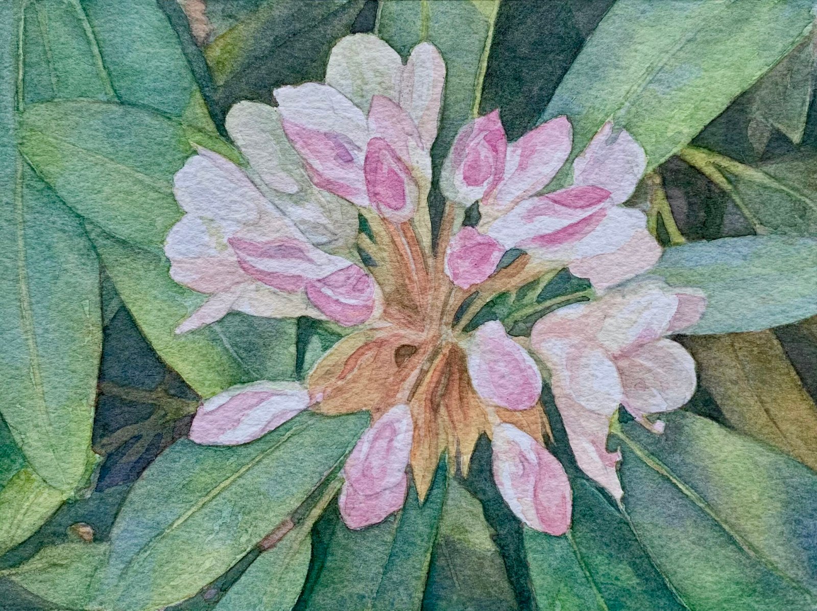 Rhododendron in watercolor